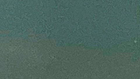 Ambientalistas dicen que las mantas están en busca de más oxígeno en el agua.