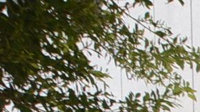 Llaman a los latinos a no votar por Donald Trump (Cortesía Juan José Gutiérrez)