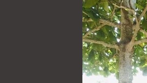 FOTOS: Sicarios secuestran a jovencita de 17 años ; aparece muerta e irreconocible