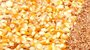 Remojar los frijoles favorece una mejor digestión y absorción de sus nutrientes.