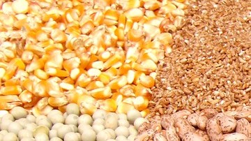 Remojar los frijoles favorece una mejor digestión y absorción de sus nutrientes.