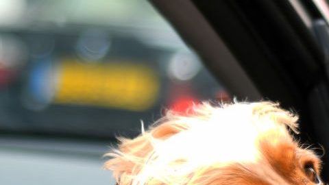 Una mascota jamás debe asomarse por las ventanillas durante un viaje en auto, hacerlo pondría en riesgo su vida.