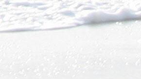 Matar un elefante marino es un delito.