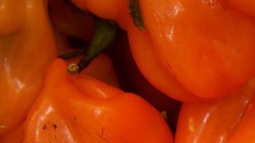El chile habanero tiene Denominación de Origen que poseen 3 entidades que forman la Península de Yucatán (Yucatán, Quintana Roo y Campeche).