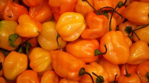 El chile habanero tiene Denominación de Origen que poseen 3 entidades que forman la Península de Yucatán (Yucatán, Quintana Roo y Campeche).