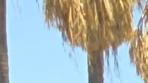 Alicia Baca lleva casi ocho meses esperando su tarjeta de residencia. (Cortesía Paulina Herrera)