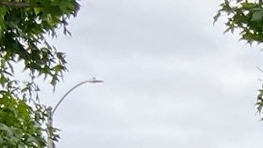 Activistas abogan por ayuda económica para los indocumentados. (Suministrada)