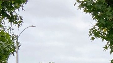 Activistas abogan por ayuda económica para los indocumentados. (Suministrada)