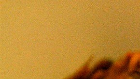 Tradicionalmente, la cochinita se horneaba bajo la tierra.