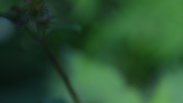 Los tallos y hojas tiernas se consumen como quelites en guisos o se prepara en agua como remedio medicinal.