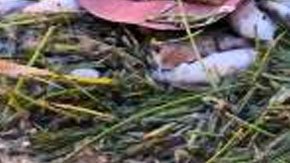 Imagen facilitada por Miami Waterkeepers con cientos de peces muertos en la bahía de Biscayne, en Miami.