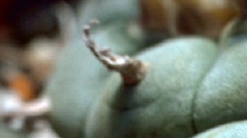 El peyote no solo ha despertado el interés científico, ha inspirado a escritores como Carlos Castaneda, autor de Las Enseñanzas de Don Juan.