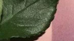 Priscilla Vásquez tenía 25 años