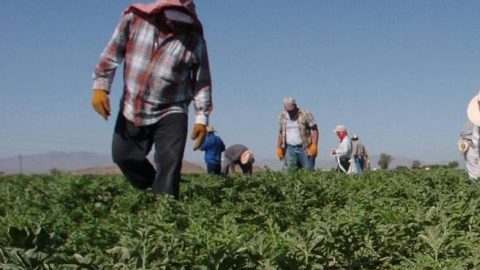 El 90% de los trabajadores son latinos en el Valle Imperial.
