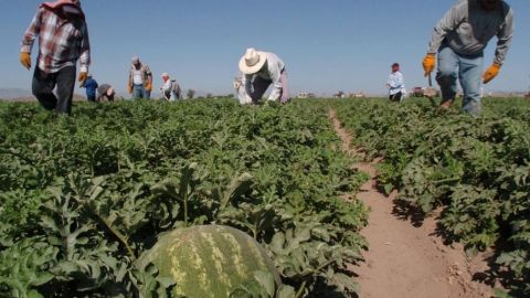 El 90% de los trabajadores son latinos en el Valle Imperial.