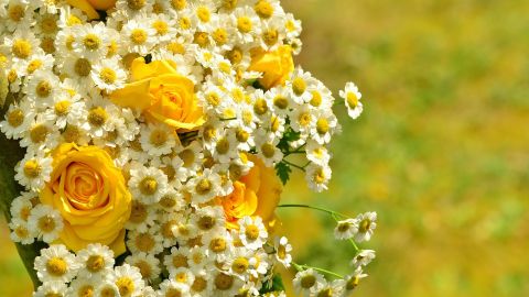 Las rosas amarillas y la manzanilla se relacionan con la abundancia.
