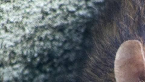 rata
