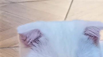 La dueña le aplicó cúrcuma a este gatito.