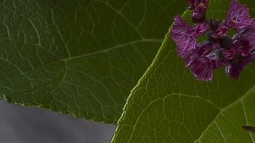 Higos.