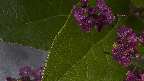 Higos.