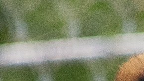 Una leona en reposo en un zoo de Checoslovaquia.