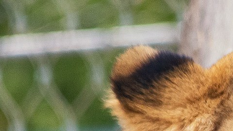 Una leona en reposo en un zoo de Checoslovaquia.
