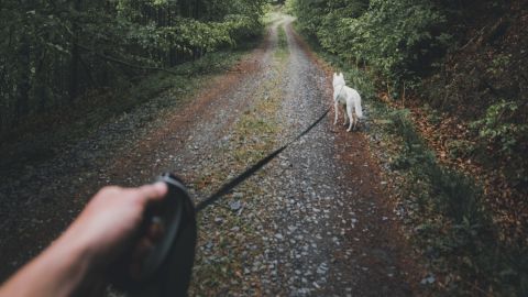 paseo perro