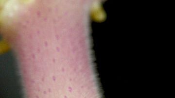 Foto: Sanjay Acharya/Creative Commons