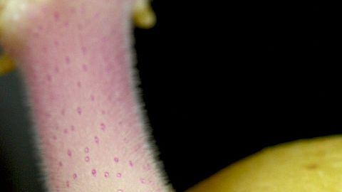 Foto: Sanjay Acharya/Creative Commons