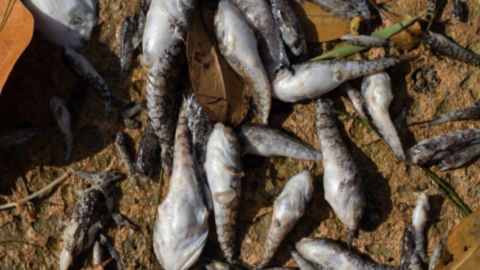 Una muestra de los peces que han aparecido muertos en las aguas de Miami.