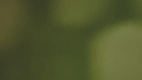 La manzanilla es una de las plantas caseras más comunes.