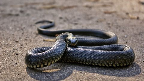 La serpiente cayó del cielo.