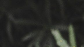 El bebé logró sobrevivir.