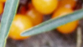 Jugo cítricos.