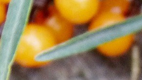 Jugo cítricos.