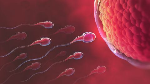 Fecundación in vitro y transferencia de embriones frescos: qué dice un nuevo estudio