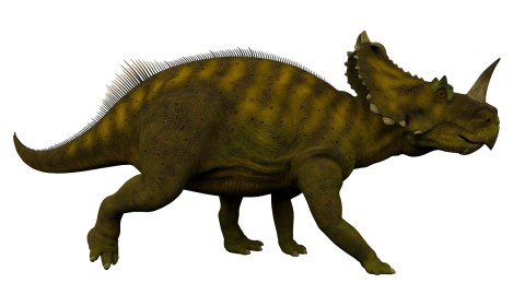 centrosaurus apertus