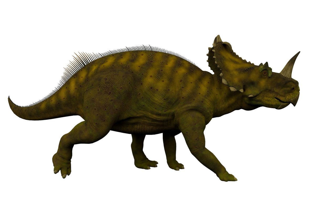 El Centrosaurus apertus vivió hace unos 77 millones de años.