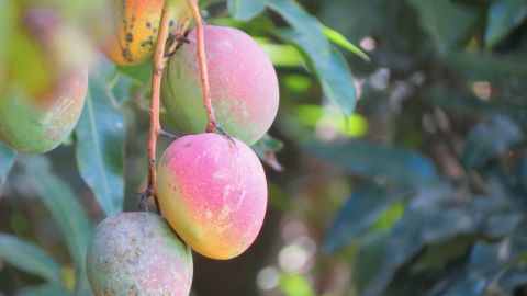 Mango y hojas.