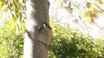 El poder del voto latino.