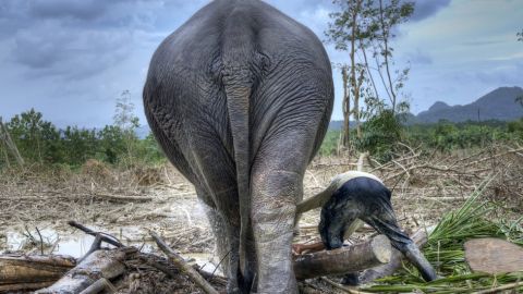 En promedio hubo una caída de 68% en más de 20.000 poblaciones de mamíferos, aves, anfibios, reptiles y peces desde 1970, según el informe.
