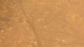 El gobernador Gavin Newsom durante una visita al área del North Complex Fire.