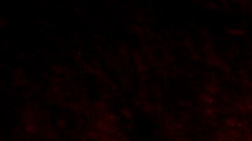 Bobcat fire in California