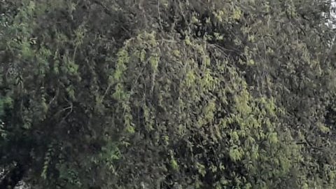 FOTO: Sicarios del narco se enfrentan a balazos y 5 de ellos quedan muertos