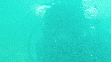 Especialistas del INAH, adscritos al proyecto Arqueología Subacuática en la Villa Rica de la Vera Cruz, localizaron en el puerto jarocho dos anclas de hierro. Archivo