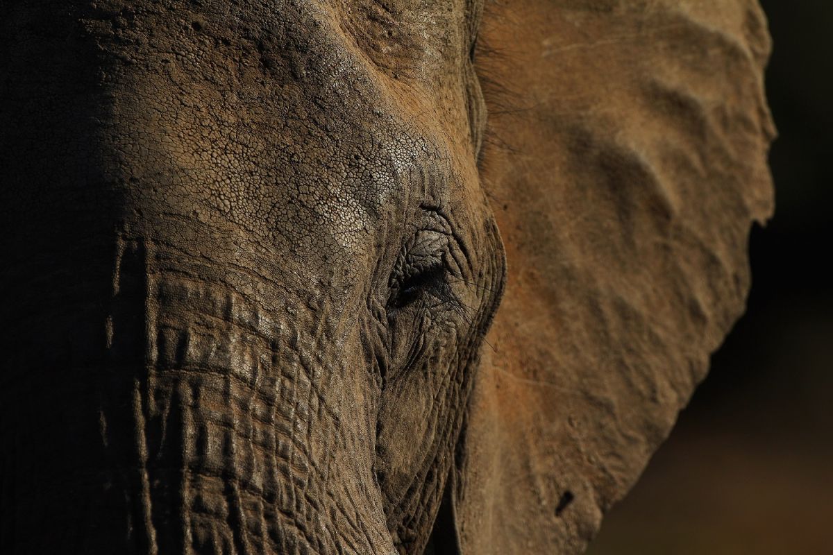 Botswana es reconocido por su gran población de elefantes.