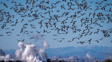 Aves vuelan cerca del Salton Sea, en el Condado Imperial, California.