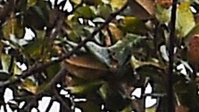 Huracán Sally Florida