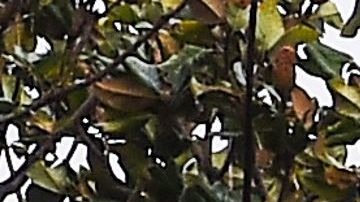 Huracán Sally Florida