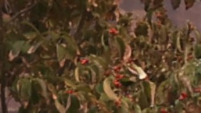 El fuego destruyó el edificio y el restaurante del complejo de lujo Meadowood Napa Valley. en St. Helena, California.